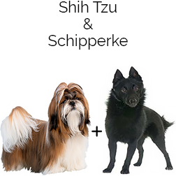 Skip-Shzu Dog